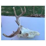 Deer Skull with Antlers - Taxidermy Display Skull with Jaw
