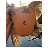 Hawk with Spread Wings - Mounted Bird of Prey Display