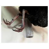 Mounted Wild Turkey Taxidermy with Wings Spread and Tail Fan on Wood Log Base