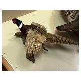 Mounted Male Pheasant Taxidermy on Wood Base
