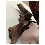 Mounted Male Pheasant Taxidermy on Wood Base