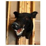 Taxidermy Wild Boar Head Mount on Wooden Backboard