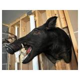 Taxidermy Wild Boar Head Mount on Wooden Backboard