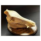 Mounted Animal Skull Display on Round Wood Base - Educational Specimen