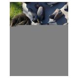 Mallard Duck Decoys - Used Waterfowl Hunting Decoys