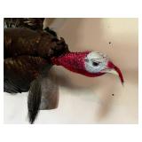 Mounted Wild Turkey Taxidermy with Wings Spread and Tail Fan on Wood Log Base