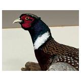 Mounted Male Pheasant Taxidermy on Wood Base