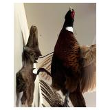Mounted Male Pheasant Taxidermy on Wood Base