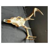 Deer Skull with Antlers - Natural Bone Display Specimen