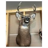 White-Tailed Deer Shoulder Mount Taxidermy with Large Multi-Tine Antlers