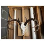 Mounted Deer Skull with Large Antlers