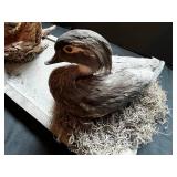 Pair of Mounted Ducks