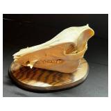 Mounted Animal Skull Display on Round Wood Base - Educational Specimen