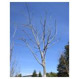 Yellowwood, 12ft, 2-1/2" ca...