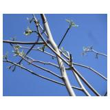 Yellowwood, 12ft, 2-1/2" ca...