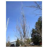 Regal Prince Columnar Oak, 10-1/2ft...