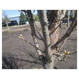 Regal Prince Columnar Oak, 10-1/2ft...
