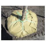 Regal Prince Columnar Oak, 10-1/2ft...