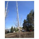 Regal Prince Columnar Oak, 10ft, 2"...