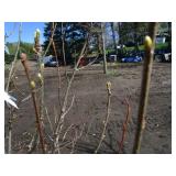 Regal Prince Columnar Oak, 10ft, 2"...