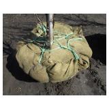 Regal Prince Columnar Oak, 10ft, 2"...