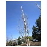 Regal Prince Columnar Oak,  12ft, 2...