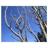 Regal Prince Columnar Oak,  12ft, 2...