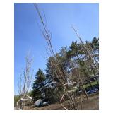 Regal Prince Columnar Oak, 9-1/2ft,...