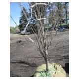 Regal Prince Columnar Oak, 9-1/2ft,...