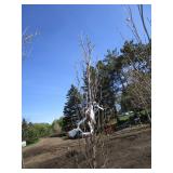 Regal Prince Columnar Oak, 8-1/2ft,...