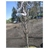 Regal Prince Columnar Oak, 8-1/2ft,...