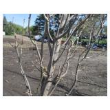 Regal Prince Columnar Oak, 8-1/2ft,...