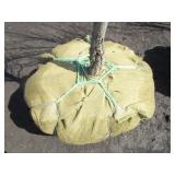 Regal Prince Columnar Oak, 8-1/2ft,...