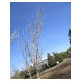 Regal Prince Columnar Oak, 11ft, 3"...
