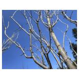 Regal Prince Columnar Oak, 11ft, 3"...