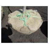 Regal Prince Columnar Oak, 11ft, 3"...