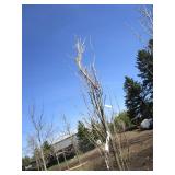 Regal Prince Columnar Oak, 11-1/2ft...