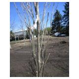 Regal Prince Columnar Oak, 11-1/2ft...