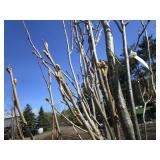 Regal Prince Columnar Oak, 11-1/2ft...