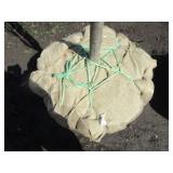 Regal Prince Columnar Oak, 11-1/2ft...