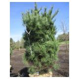 White Pine, 7ft...