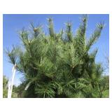 White Pine, 7ft...