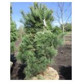 White Pine, 5-1/2ft...