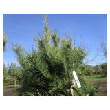 White Pine, 5-1/2ft...
