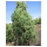 White Pine, 8ft...