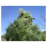 White Pine, 8ft...
