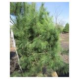 White Pine, 5ft...