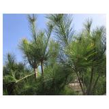 White Pine, 5ft...