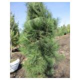White Pine, 6-1/2ft...