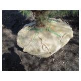 White Pine, 6-1/2ft...
